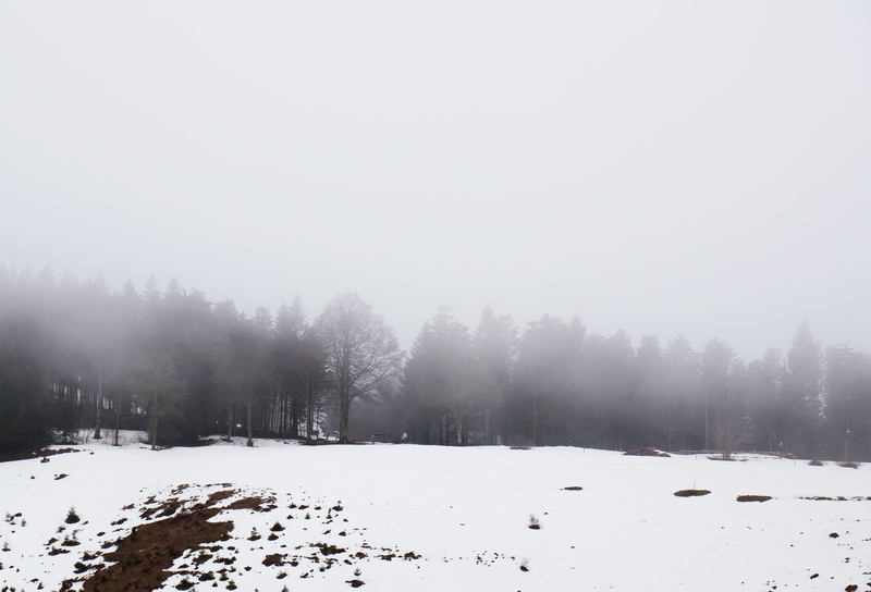 non-urban scene, snowing, tree, tranquil scene, plant, scenery, day, blackforest, land, white color, copy space, animal, beauty in nature, no people, mist