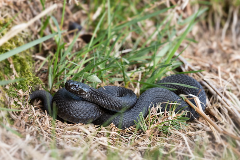 reptile, hell notter, toxic, close-up, black, no people, nature, snake, vipera berus, land, vertebrate, animals in the wild, grass, poisonous, plant, animal themes