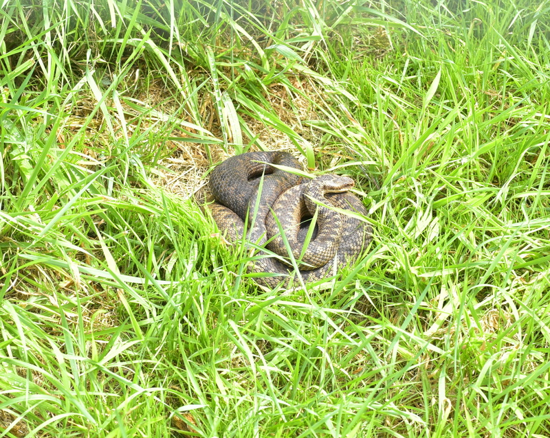 plant, mouse hunter, animal wildlife, animal themes, one animal, snake, animals in the wild, 2K, small, adder, high angle view, vipera berus, gifttig