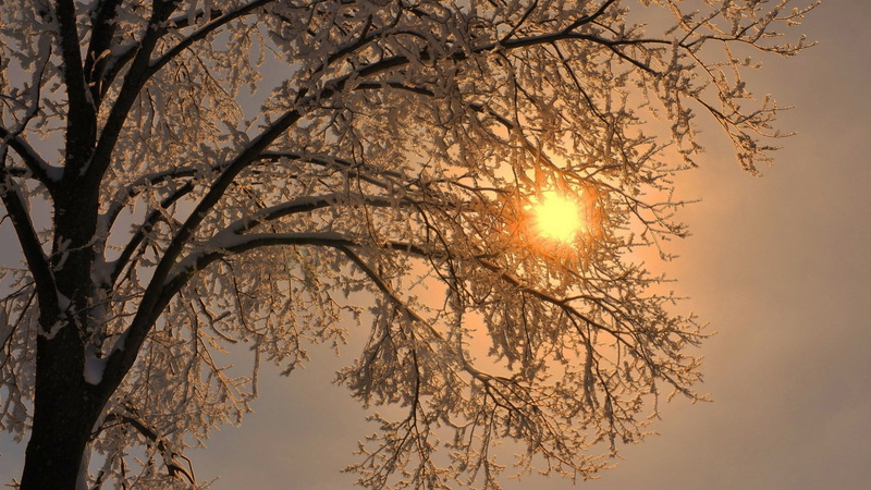 lens flare, plant, sunlight, bare tree, beauty in nature, outdoors, trees, branch, tree, tranquil scene, low angle view, 1080P, winter, no people, silhouette