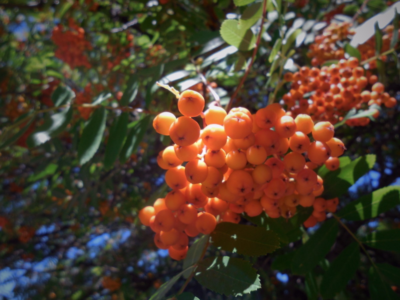 healthy eating, nature, focus on foreground, wellbeing, photography, fruit, beauty in nature, vignette, leaf, food and drink, red, freshness, plant part