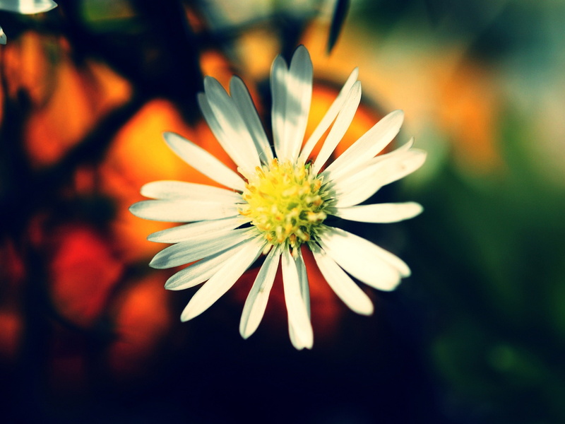 2K, Flower, Colors, Warm