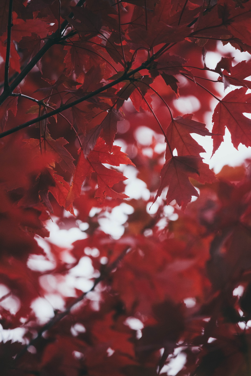 focus, colorado, macro, dark, growth, cold, nature, bokeh, no people, leaf, color, day, maple tree, change, beauty in nature, autumn, tree, full frame