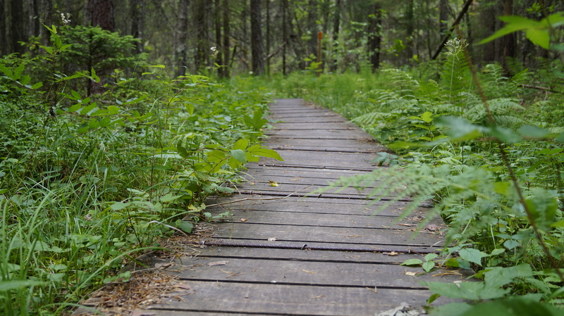landscape, wood - material, footpath, tranquil scene, the way forward, green color, Sweden, hiking, wood, direction, land, 5K, outdoors, tree, no people