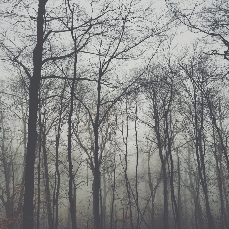 low angle view, branch, tranquil scene, fog, bare tree, tree, beauty in nature, tranquility, outdoors, land, 2K, united states, nature, day, tree trunk