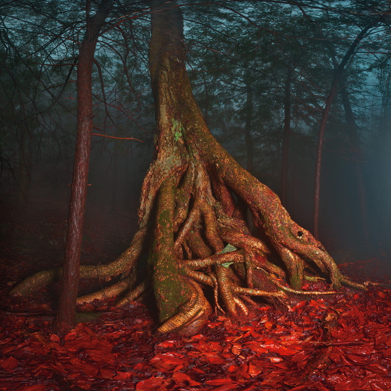branch, change, trunk, platte clove preserve - catskill center, land, tangled, environment, outdoors, woodland, 1080P, forest, nature, no people, red