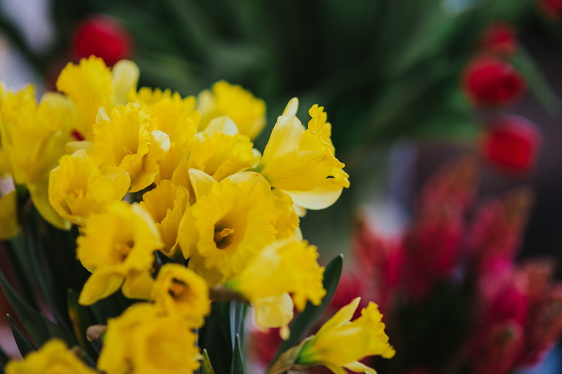 focus on foreground, nature, fragility, beauty In Nature, flower Head, bunch of flowers, close, botany, outdoors, 4K, petal, flower arrangement, flower