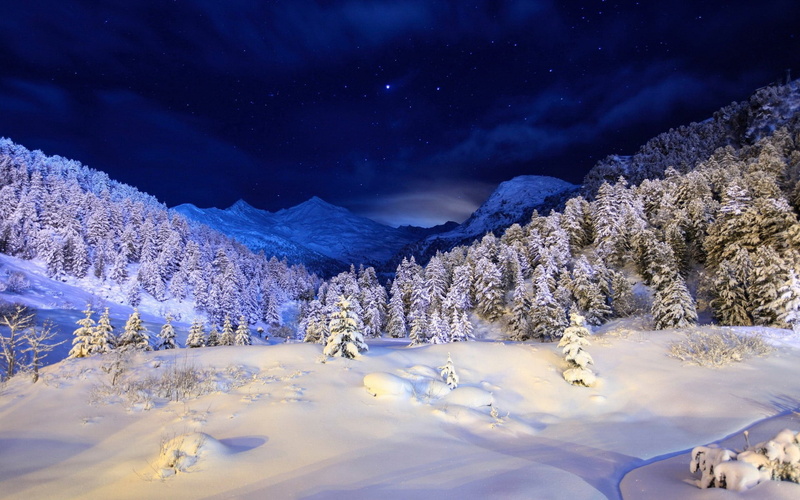 no People, coniferous, snowing, coniferous tree, morning, sunlight, light - Natural Phenomenon, environment, sky, sunrise - Dawn, nature, pine Tree, beauty In Nature