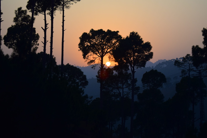 tranquility, murree, 5K, pakistan, landscape, forest, tree, orange color, idyllic, mountains, no people, outline, non-urban scene, natural, growth, trees