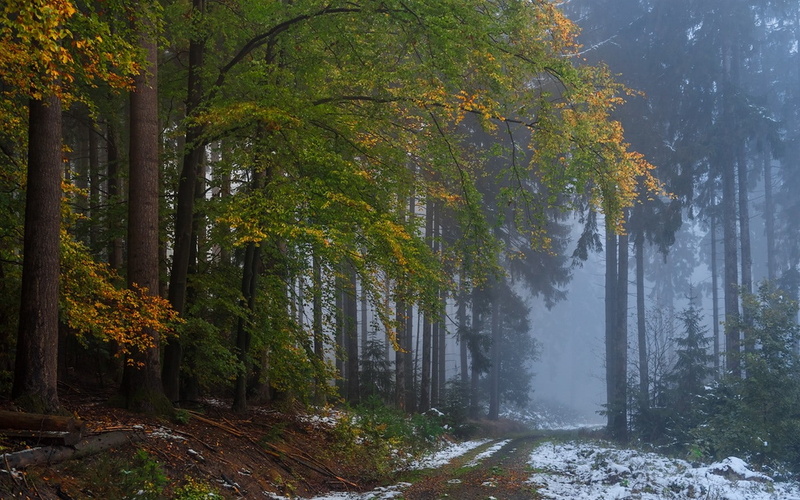 morning, tree, landscape, autumn collection, trees, no people, beauty in nature, mist, tree trunk, growth, snow, non-urban scene, fall, day, dirt road