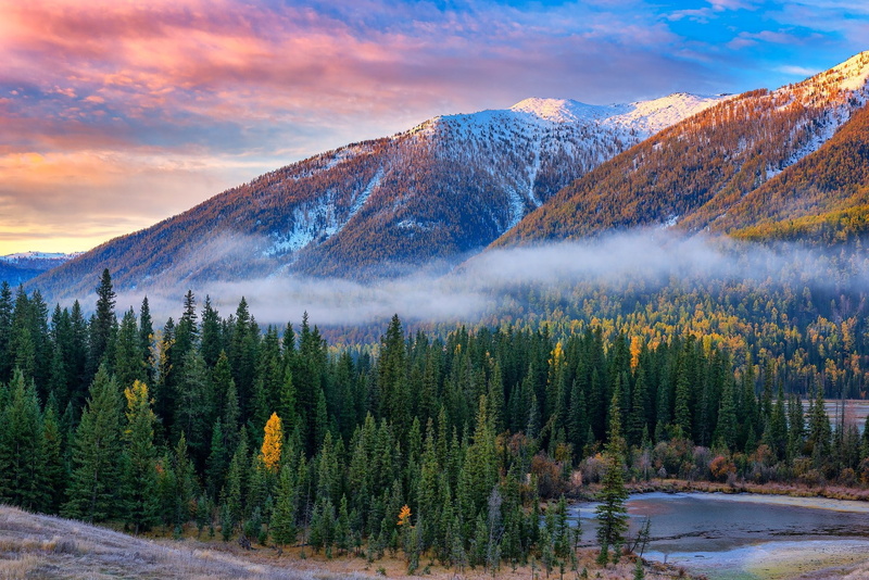 mountain peak, nature, trees, beauty in nature, China, pine woodland, land, tranquil scene, pine tree, mist, coniferous tree, idyllic, 720P, landscape