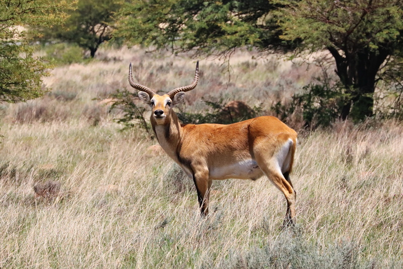 mammal, outdoors, horn, grass, nature, standing, 4K, animal world, animal portrait, animal themes, red swamp antelope, wildlife, plant, lechwe, deer, no people