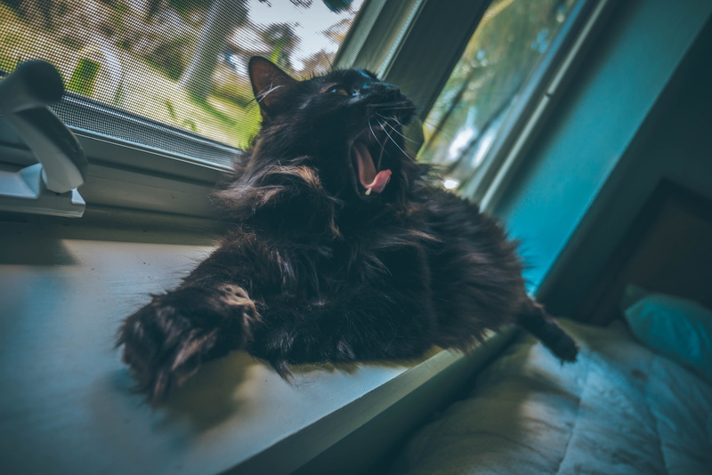 big, domestic cat, one animal, meow, pets, tired, maine, open, not waking up, window, indoors, i dont wanna wake up, sleepy, domestic animals, mouth, vertebrate