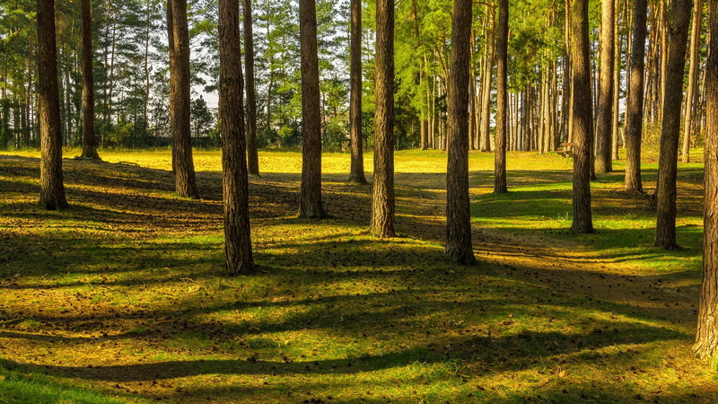tranquility, green color, plant, 1080P, tranquil scene, forest, trunk, day, pine woodland, grass, outdoors, non-urban scene, beauty in nature, tree trunk