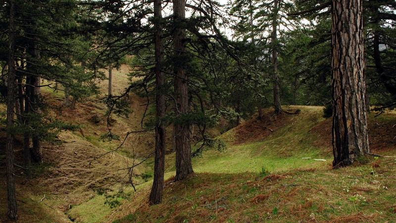 tree, coniferous tree, no people, non-urban scene, forest, 1080P, tranquil scene, trunk, growth, beauty in nature, tree trunk, plant, scenics - nature
