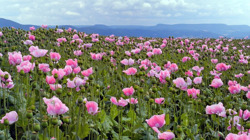 widescreen nature  high resolution 1920x1080, outdoors, beauty in nature, flowering plant, land, springtime, pink color, purple, sky, scenics - nature