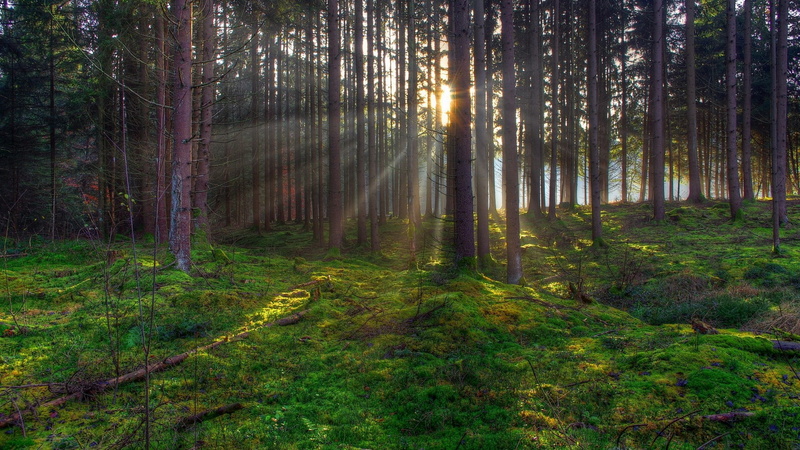 tranquil scene, non-urban scene, idyllic, no people, sunbeam, outdoors, widescreen nature  high resolution 1920x1080, tranquility, plant, forest, nature