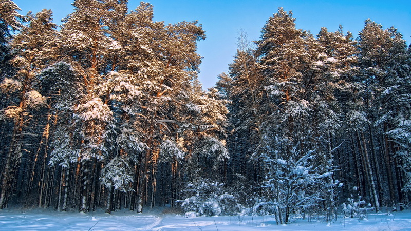 1080P, land, growth, plant, icicle, winter, no people, frozen, forest, day, beauty in nature, tree, tranquil scene, snow, widescreen nature  high resolution 1920x1080