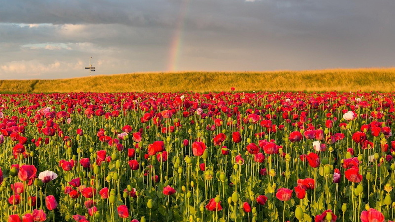 flower, 1080P, red, cloud - sky, growth, scenics - nature, widescreen nature  high resolution 1920x1080, outdoors, multi colored, springtime, environment