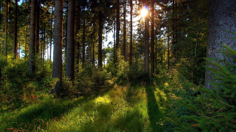 grass, non-urban scene, day, nature, tree, forest, plant, pine tree, outdoors, scenics - nature, pine woodland, sunlight, tranquility, sky, no people, green color