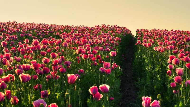 pink color, flowerbed, vulnerability, 1080P, flowering plant, tranquility, clear sky, field, no people, nature, inflorescence, freshness, flower, sky