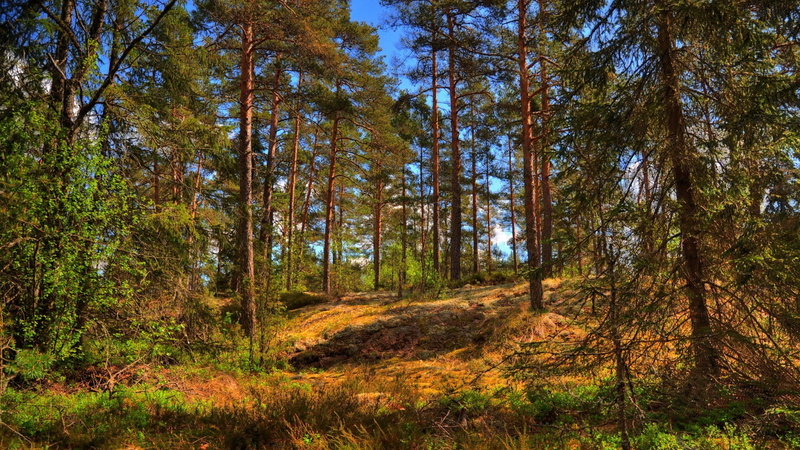 change, idyllic, day, beauty in nature, outdoors, no people, growth, sunlight, tranquility, tree, tree trunk, environment, scenics - nature, tranquil scene