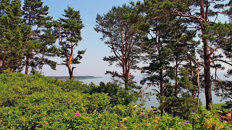 sky, tranquility, 1080P, tranquil scene, scenics - nature, land, growth, outdoors, trunk, beauty in nature, no people, tree, sunlight, widescreen nature  high resolution 1920x1080