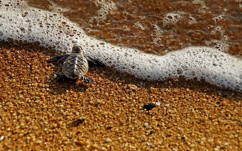 frog, life, 1080P, adventure, ocean, live, beach, lifetime, sand, turtle, animals, begins