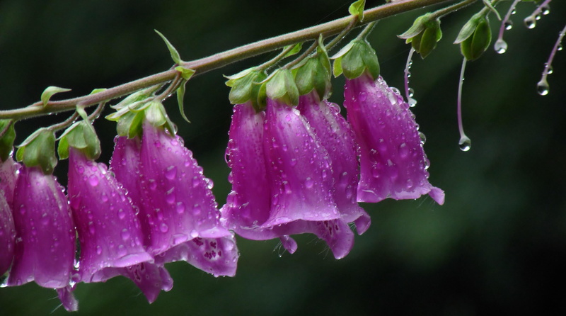 england, dewdrops, help, environment, for a lifetime, happiness, plant, If you want, cheshire, pink, fishing, close-up, nap, leaf, someone else, panasonic