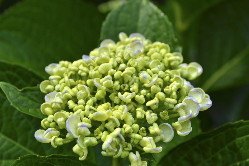 2K, healthy eating, rainy season, cute, growth, young, food, plant, plant part, bud, nature, freshness, vegetable, selective focus, during his lifetime