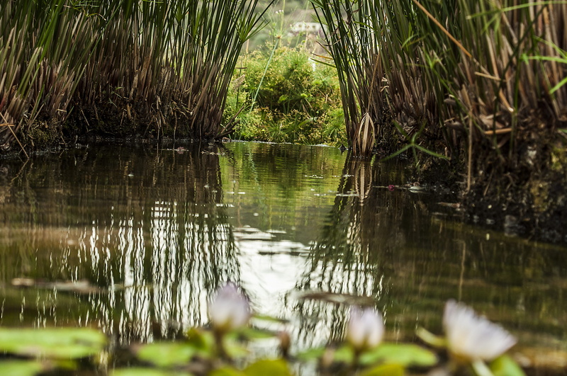 scenics - nature, 4K, beauty in nature, nature, green color, green, day, reflection, plants, oxygen, root, lake, tree, lifetime, no people, non-urban scene