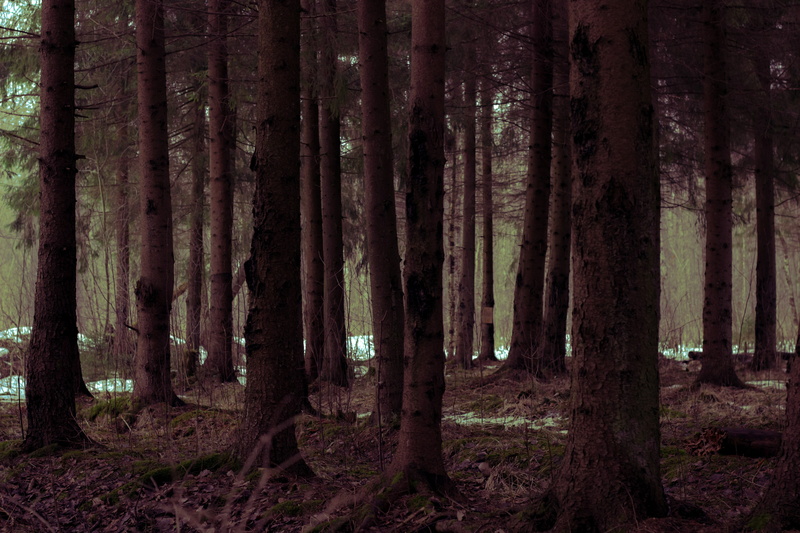 non-urban scene, beauty in nature, Russia, tranquility, woodland, 5K, black, no people, tranquil scene, nature, forest clearing, lot, remote, land, day