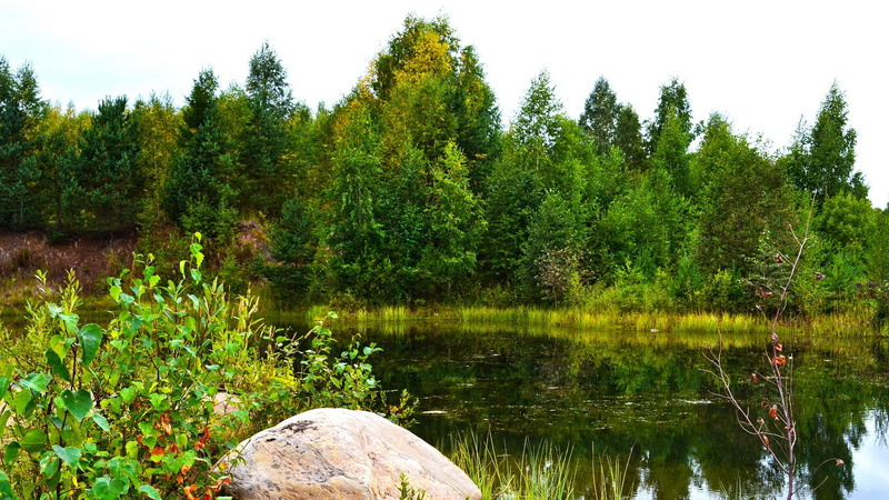 water, reflection, tranquil scene, green, nature, beauty in nature, outdoors, land, scenics - nature, solid, growth, plant, non-urban scene, forest clearing