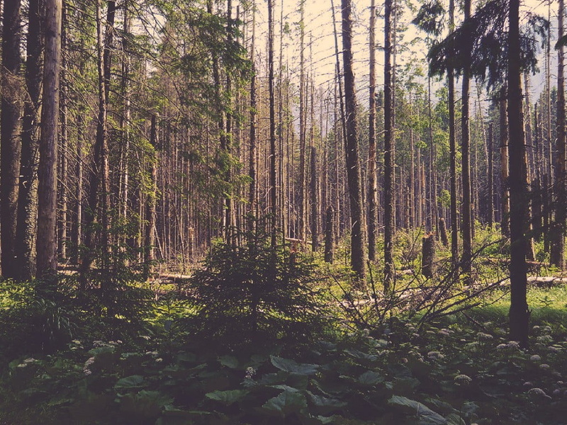 season, tranquil Scene, footpath, morning, Poland, sunlight, environment, green, forest clearing, sunrise - Dawn, trunk, woodland, green Color, non-Urban Scene