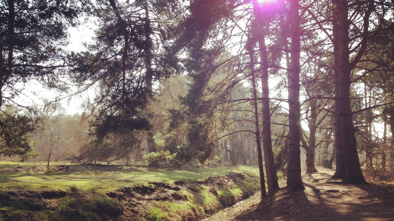 non-urban scene, streaming, 1080P, tranquility, forest, forest clearing, scenics - nature, sunbeam, woodland, tree, day, trunk, land, landscape, no people