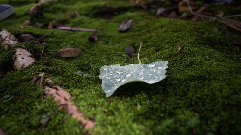 leaves, 4K, dew, moss, forest clearing