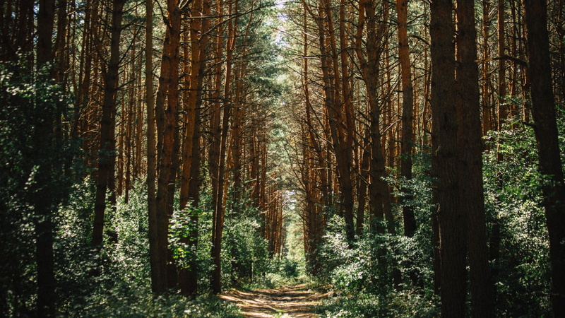 trail, direction, tree trunk, tranquility, forest, beauty in nature, non-urban scene, growth, tree, tranquil scene, nature, trunk, area, green, abundance