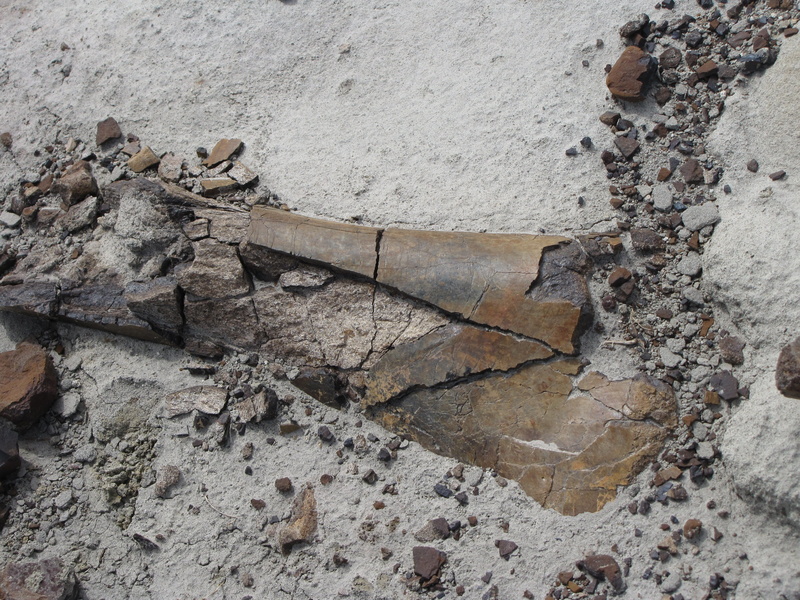 high angle view, jurassic, 2K, solid, wall - building feature, paleontology, dino, textured, bone, outdoors, day, decline, extinct, fossil, deterioration
