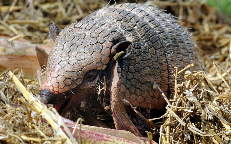 gray, 720P, nature, wildlife, carnivore, long-haired armadillo armadillo, close-up, one animal, brown, vertebrate, animals And Pets, day, animal head