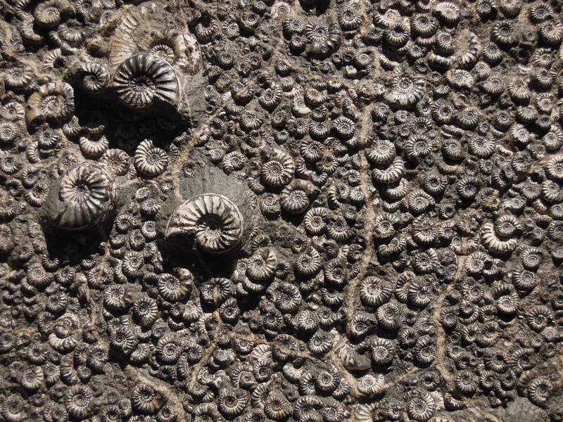 beauty in nature, photography, 2K, backgrounds, animal, natural pattern, outdoors, marine, close, fossil, floral pattern, full frame, nature, shells, shell