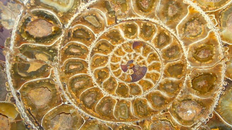 spiral, fossil, 1080P, Ammonite, sink