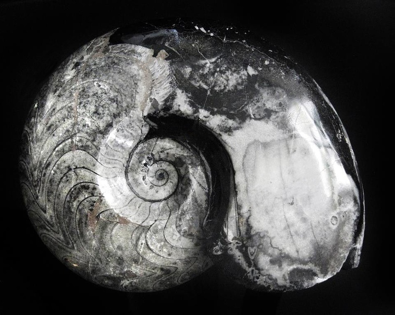 rock, goniatitida, marine, permian, animal, no people, indoors, stone, studio shot, sea, nature, shell, 2K, sea life, animal shell, black background, cut out