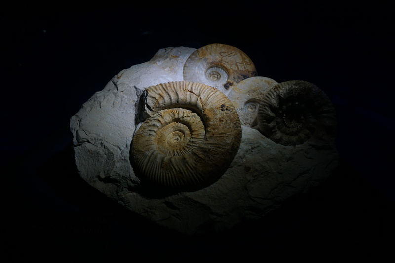 animal, close-up, studio shot, 5K, nature, snail, the past, fossil, sea creature, still life, animal wildlife, extinct, ancient, animal themes, ammonites