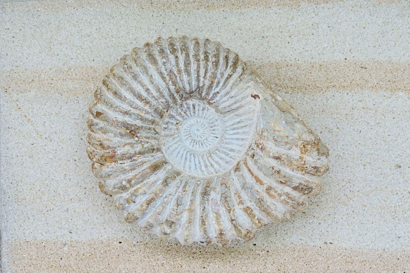 animal shell, high angle view, animal themes, petrification, fossils, sea life, beach, nature, sea, shell, fossil, pattern, prehistoric times, animal, natural pattern