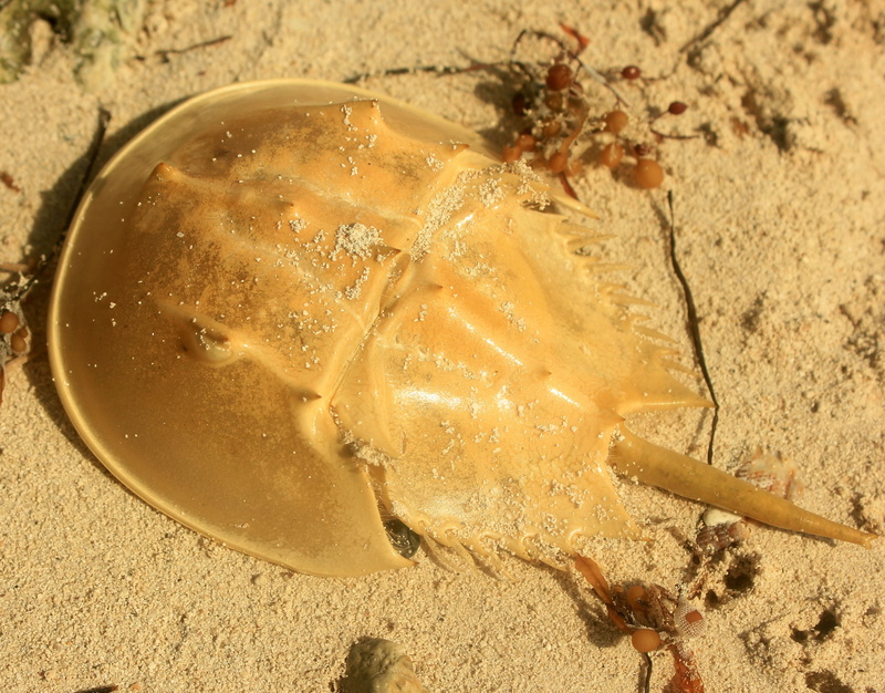 marine, nature, 2K, animals in the wild, day, crab, florida, beach, Usa, Horseshoe Crab, close-up, long key state park, sand, sea, sea life, land, animal wildlife
