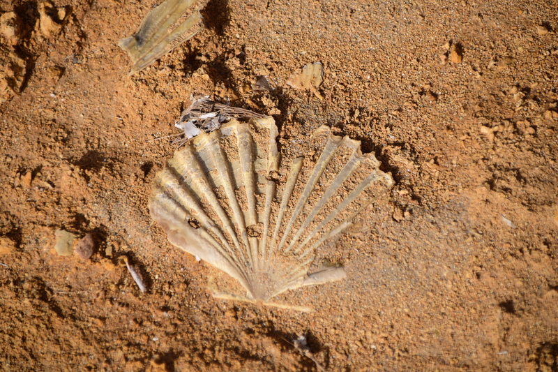 ancient, animal themes, land, nature, animal wildlife, mud, bank, outdoors, scallop, sea, extinct, close-up, arid climate, pattern, fossil, no people, Shell