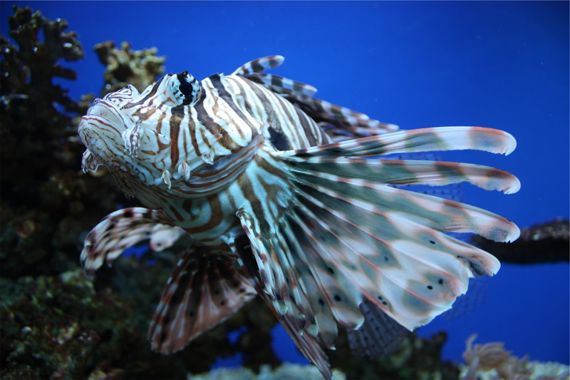 swimming, gray, lion, animal themes, marine, underwater, ocean, one animal, animals in the wild, angelfish, sea life, invertebrate, white, water, animal