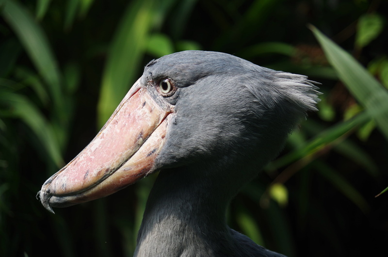 profile view, animal themes, animals in the wild, predator, animal eye, no people, great, black color, gray, prehistoric times, animal wildlife, člnozobec royal