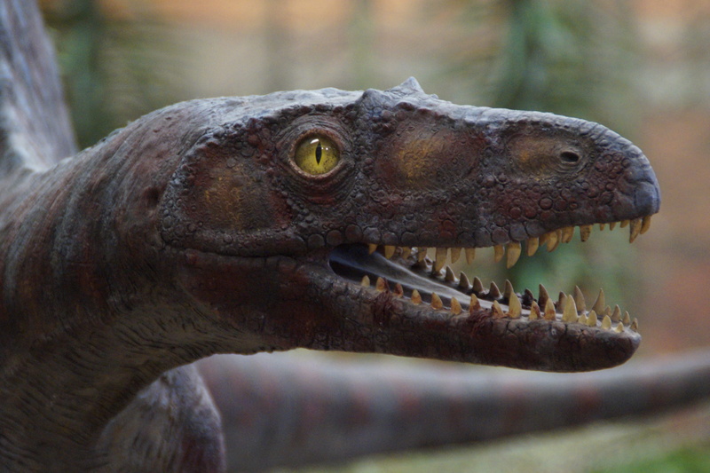 prehistoric, mouth, dinosaur, animal head, marine, mouth open, vertebrate, animal mouth, head, exhibit, giant lizard, dino, lizard, museum of natural history