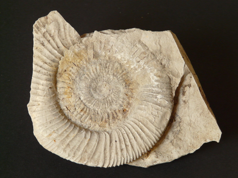 ammonit, close-up, fossil, indoors, limestone, day, extinct, shell, cut out, Snail, no people, animal wildlife, ancient, spiral, nature, single object